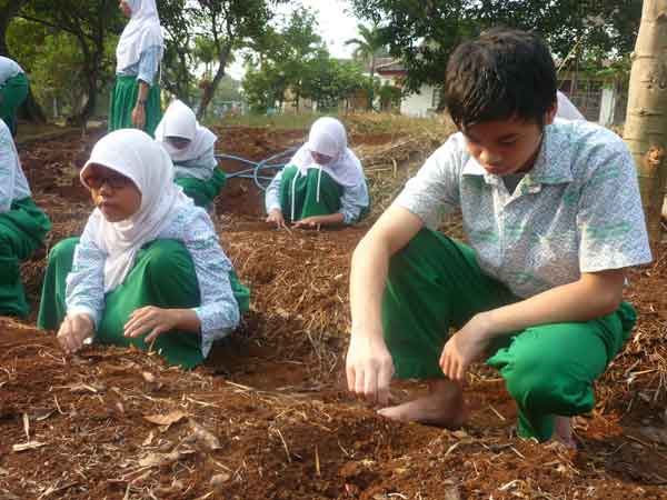 210912_menanam_jagung